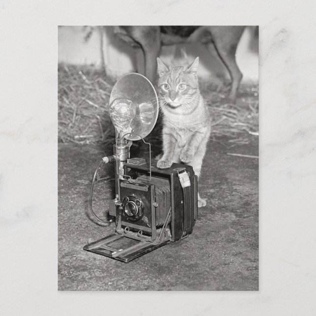 Cartão Postal Gato com Câmera, 1936 (Frente)