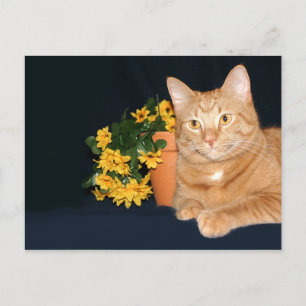 Cartão Postal Gato com flores