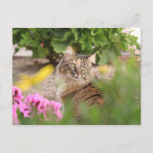 Cartão Postal Gato com Gerânio