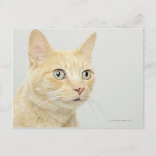 Cartão Postal Gato com olhos abertos e fechados