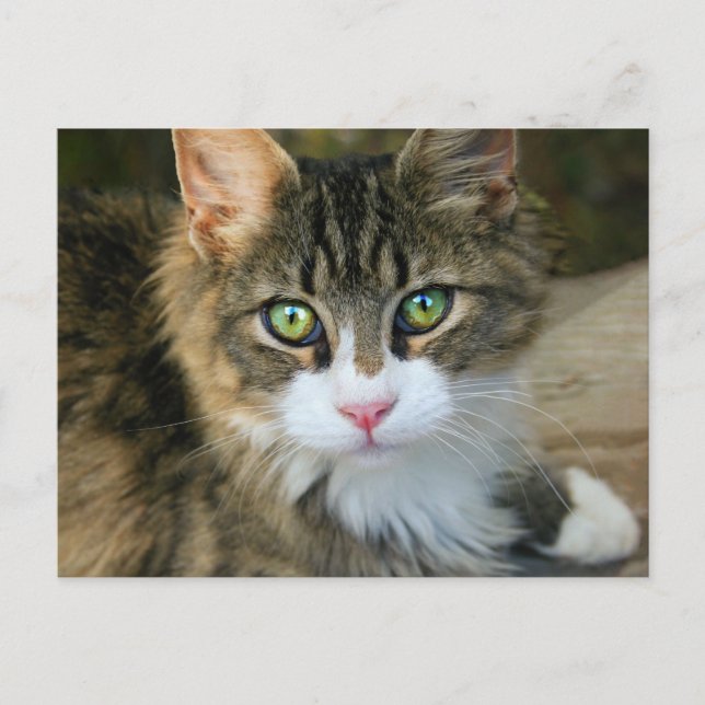 Cartão Postal Gato com olhos verdes (Frente)
