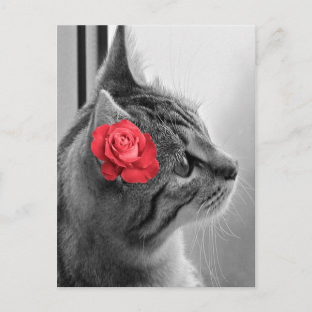Cartão Postal Gato com Rosa (Frente)