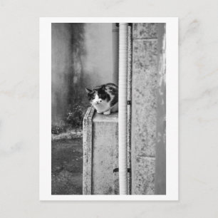 Cartão Postal Gato da Aldeia