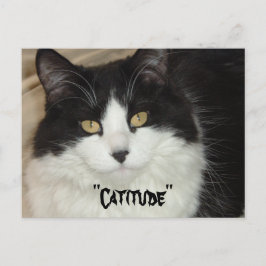 Cartão Postal Gato de agradecimento com atitude