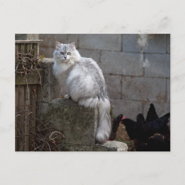 Cartão Postal Gato de Angora Branca de cinzas (Frente)