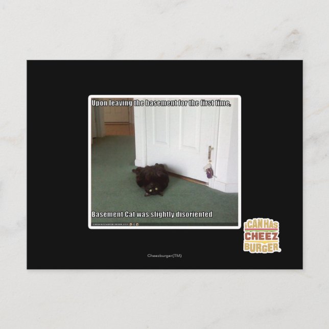 Cartão Postal Gato de Base, ligeiramente desorientado (Frente)