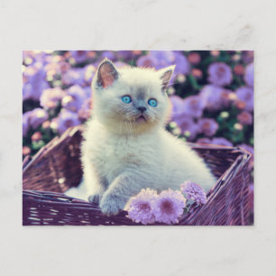 Cartão Postal Gato De Bebê De Gatinho Olhado Azul Em Flores Lil