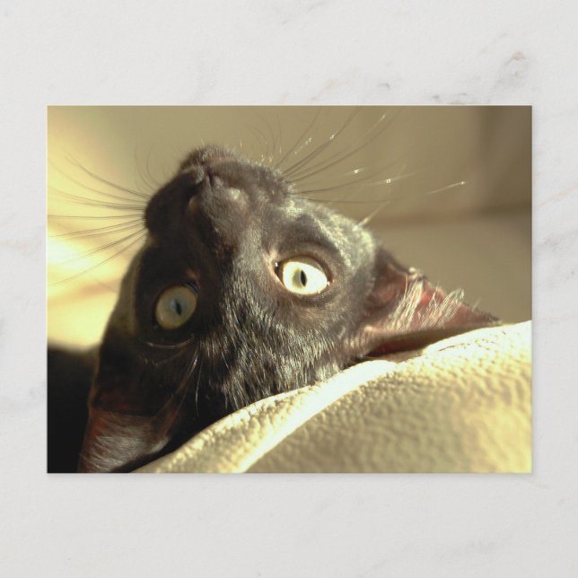 Cartão Postal Gato de cabeça para baixo! (Frente)