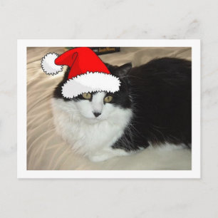 Cartão Postal Gato de Cabelo Negro e Branco