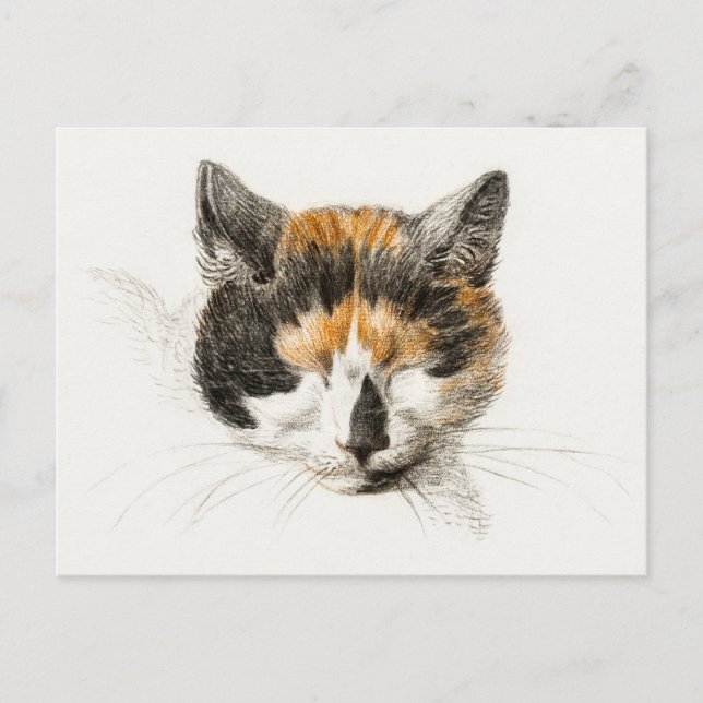 Cartão Postal Gato de Calico (Frente)
