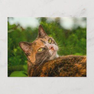 Cartão Postal Gato de Casaco Torto Curioso Retrato ao Ar Livre