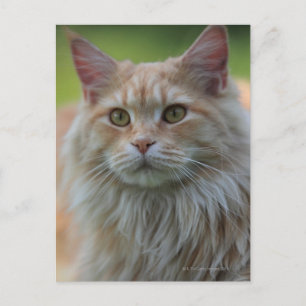 Cartão Postal Gato de casulo principal