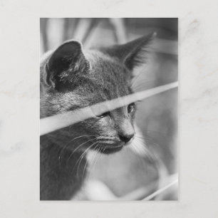 Cartão Postal Gato de cinza na grama