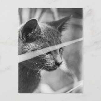 Cartão Postal Gato de cinza na grama