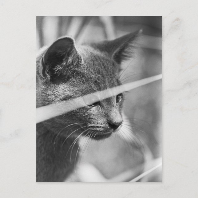 Cartão Postal Gato de cinza na grama (Frente)