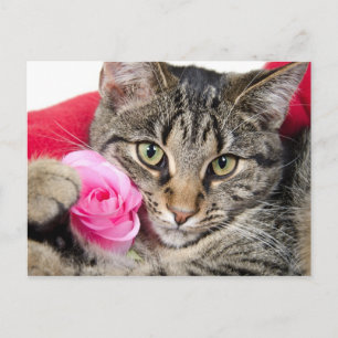Cartão Postal Gato De Comprimido Cortado Com Rosa