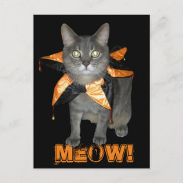 Cartão Postal Gato de Costume