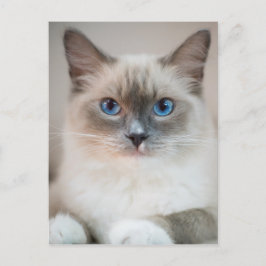 Cartão Postal Gato de de Ragdolas de Olhos Azuis