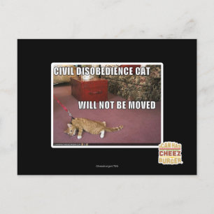 Cartão Postal Gato de Desobediência Civil