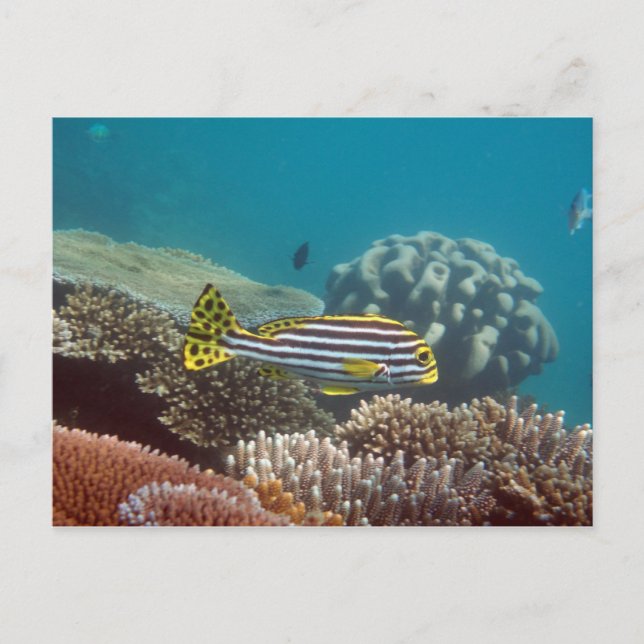 Cartão Postal Gato de doce (Plectorhinchus lineatus) (Frente)