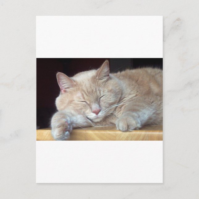 CARTÃO POSTAL GATO DE DORMIR (Frente)
