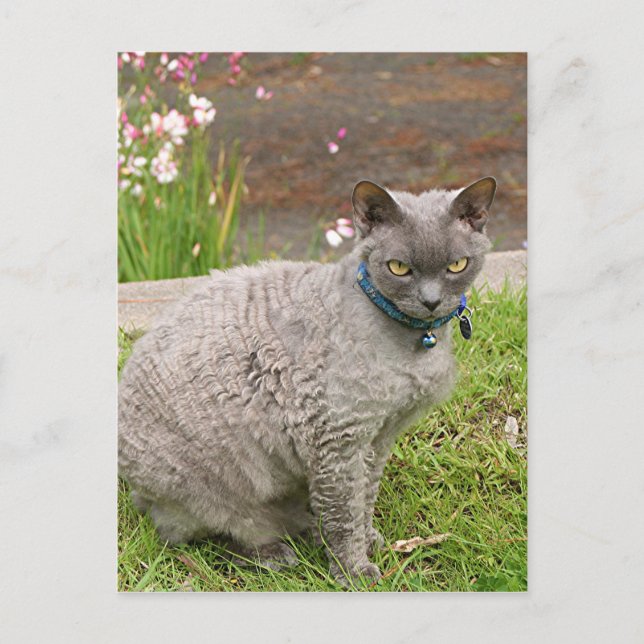 Cartão Postal Gato de estimação Devon Rex no jardim (Frente)
