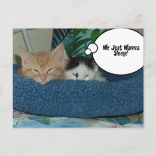 Cartão Postal Gato de Gatinho Preto e Branco