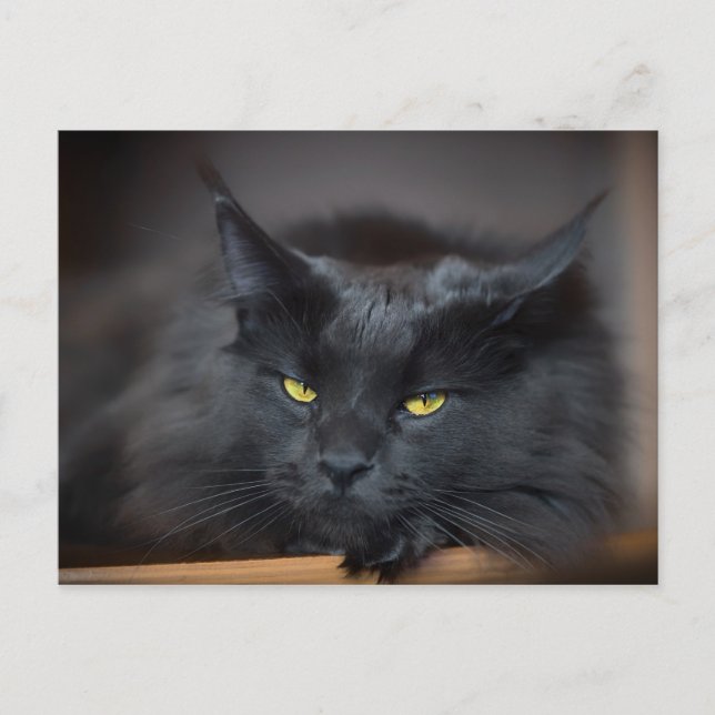 Cartão Postal Gato de Gato de Maine Coon (Frente)