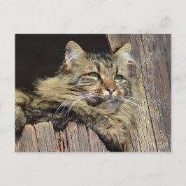 Cartão Postal Gato de Gato de Maine Coon