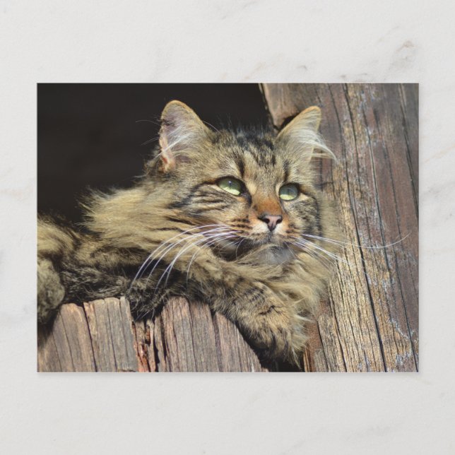 Cartão Postal Gato de Gato de Maine Coon (Frente)