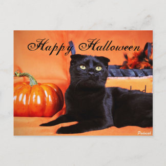 Cartão Postal Gato de Halloween