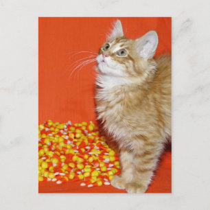 Cartão Postal Gato de Halloween