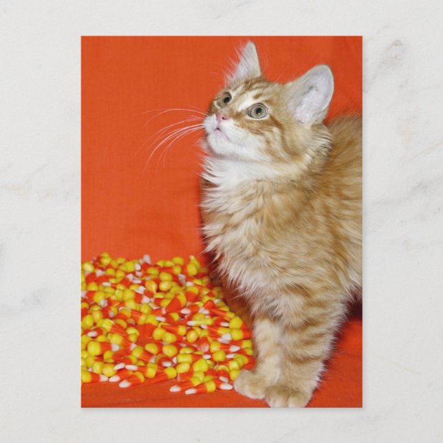 Cartão Postal Gato de Halloween (Frente)