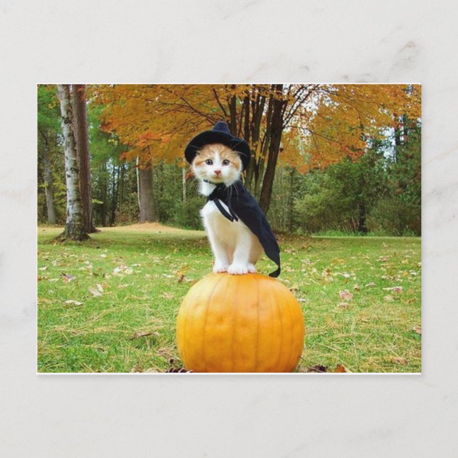 Cartão Postal Gato De Halloween Num Pumpkin Laranja (Frente)