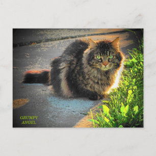 Cartão Postal Gato de Kitty Sunny e Cold