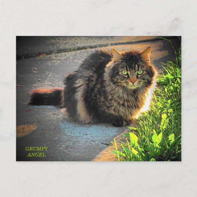 Cartão Postal Gato de Kitty Sunny e Cold (Frente)