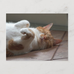 Cartão Postal Gato de laranja bonito dormindo Cartão-postal