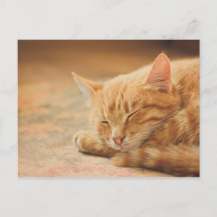 Cartão Postal Gato De Laranja Dormindo