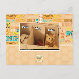 Cartão Postal Gato de lavanderia