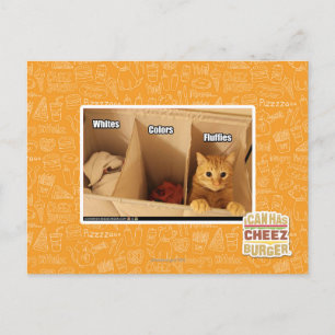 Cartão Postal Gato de lavanderia