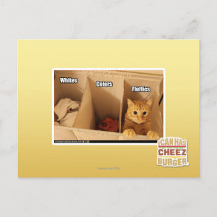 Cartão Postal Gato de lavanderia