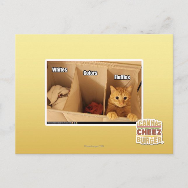 Cartão Postal Gato de lavanderia (Frente)