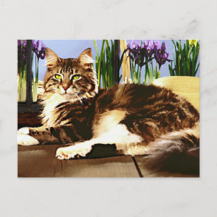 Cartão Postal Gato de Lua Principal