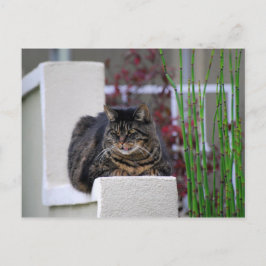 Cartão Postal Gato de Maine Coon em Jardim