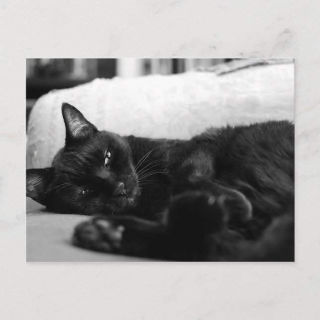 Cartão Postal Gato de Nápoles (Frente)