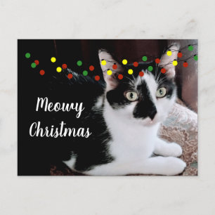 Cartão Postal Gato de Natal