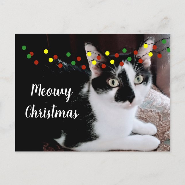Cartão Postal Gato de Natal (Frente)