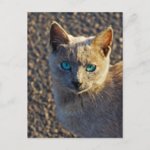 Cartão Postal gato de olhos azuis