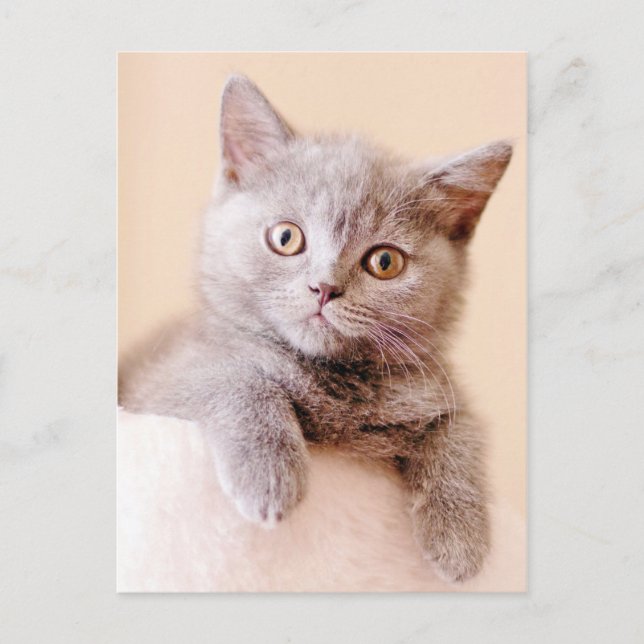 Cartão Postal Gato de Shorthair Britânico Bonito (Frente)