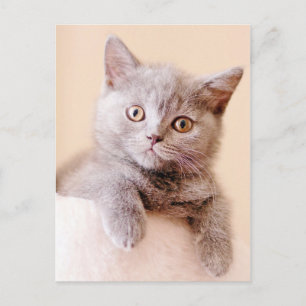 Cartão Postal Gato de Shorthair Britânico Bonito